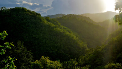 an ecological gem in Jamaica – Afroculture.net