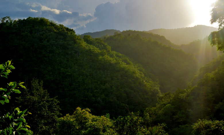 an ecological gem in Jamaica – Afroculture.net