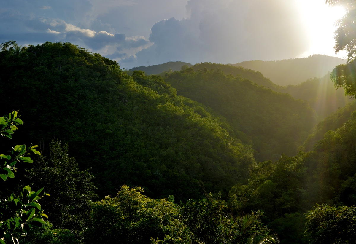 an ecological gem in Jamaica – Afroculture.net