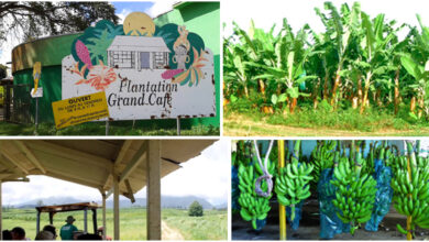 Visit the sensational Plantation Grand Café in Guadeloupe – Afroculture.net