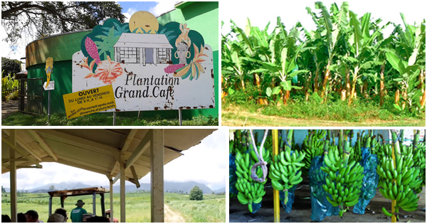 Visit the sensational Plantation Grand Café in Guadeloupe – Afroculture.net